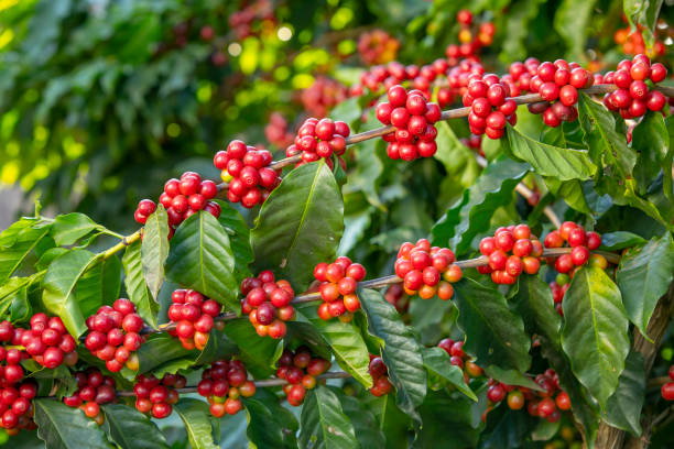 Ripe red coffee cherries on a coffee tree
